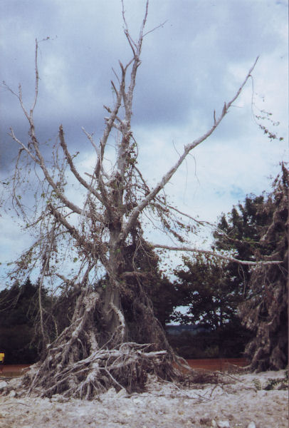 abgestorbener Baum