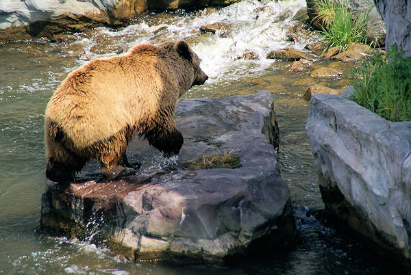 Bär im Zoo