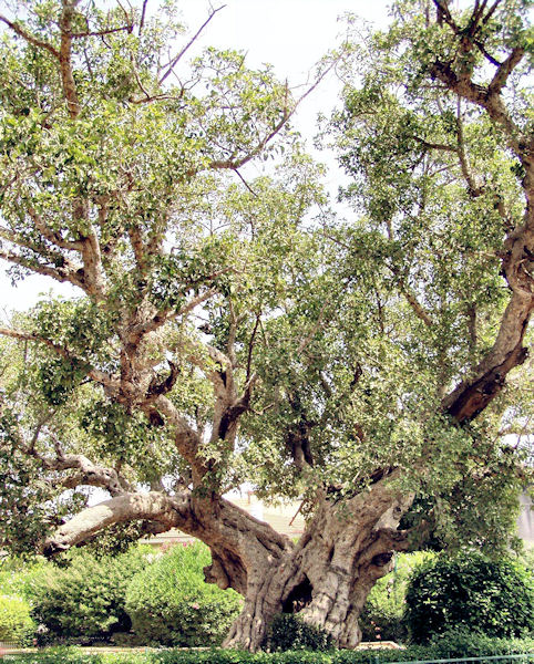 Bild eines Maulberfeigenbaumes