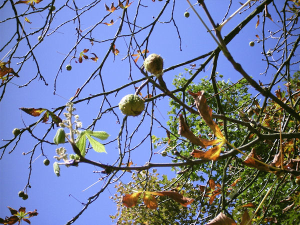 Ast an einem Baum