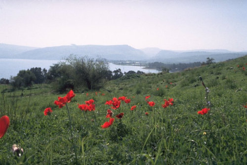 Wiese mit roten Anemonen