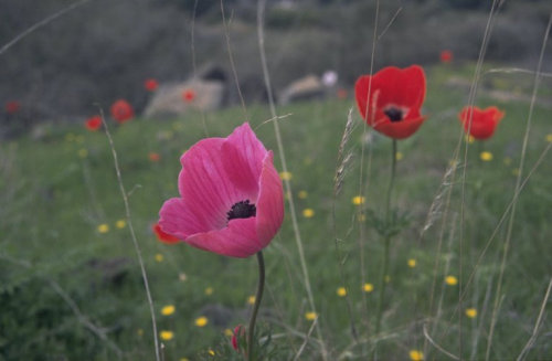 Anemonen