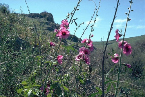 Hibiskusblüten