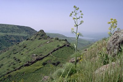 Gamla, Gründungsstadt der Zeloten