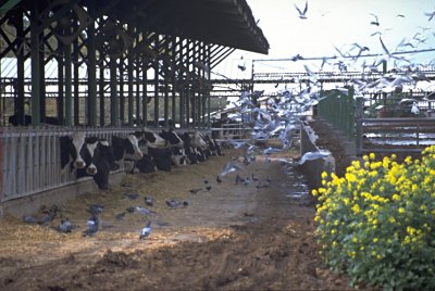 Rinderzucht in einem Kibbuz in Galiläa