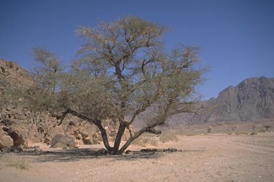 Schirmakazie im Sinai - Bei Faran