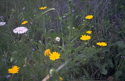 Blumen des Feldes