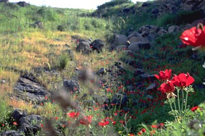 Rote Anemonen am Golan