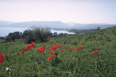 Wiese voller roter Anemonen