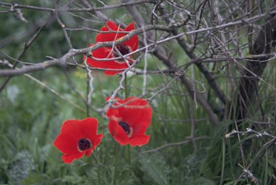 Anemonen