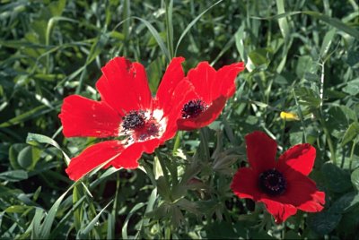 Rote Anemonen: Lilien des Feldes.