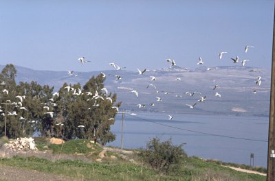 Vogelscharen über dem See
