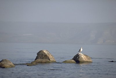 Einsame Möwe am See Gennesaret
