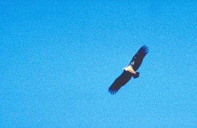 Geier am Golan.