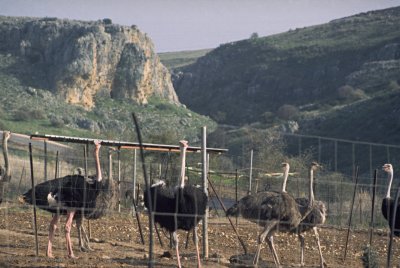 Straußenfarm in galiläischer Landschaft