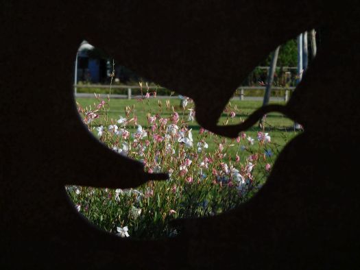 Taube mit Blick auf Garten der Religionen