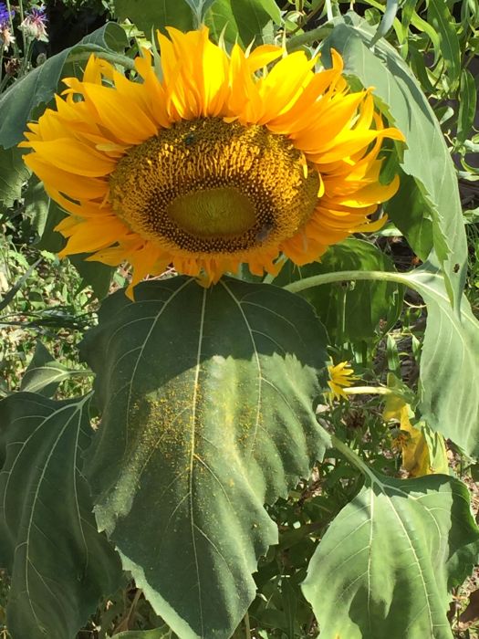 Sonnenblume in meinem Garten