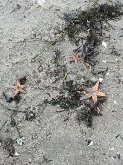 Seesterne am Strand