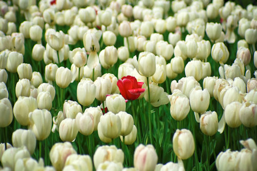 Rote Tulpe unter lauter weißen Tulpen