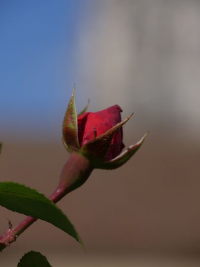 Rosenblüte