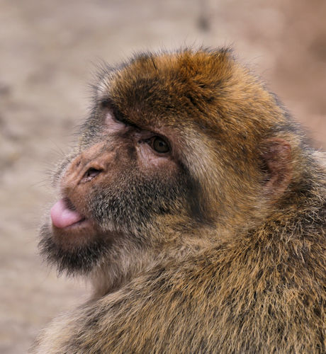 Zunge herausstreckender Affe