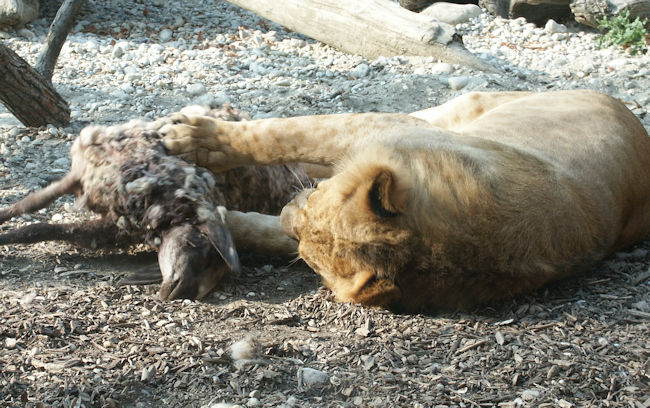 Fressende Löwen im Zoo