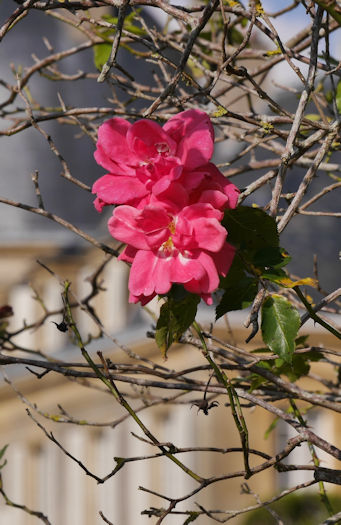 Blüte am toten Reis