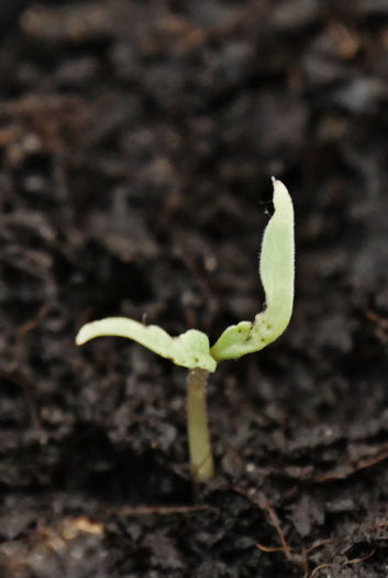 Tomatensämling