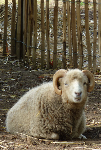 liegendes Schaf