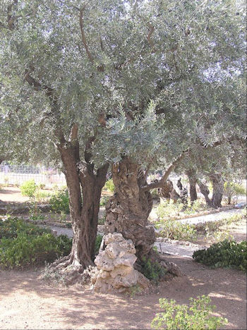 Garten Getsemane